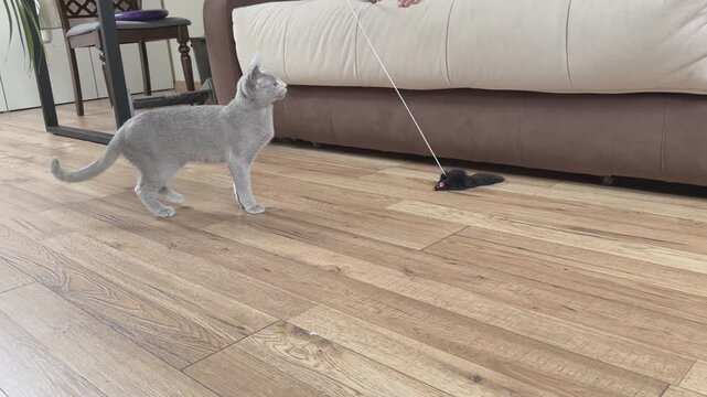 A five month old Russian Blue kitten walks toward a dangling mouse toy on a string during interactive indoor play beside a sofa.