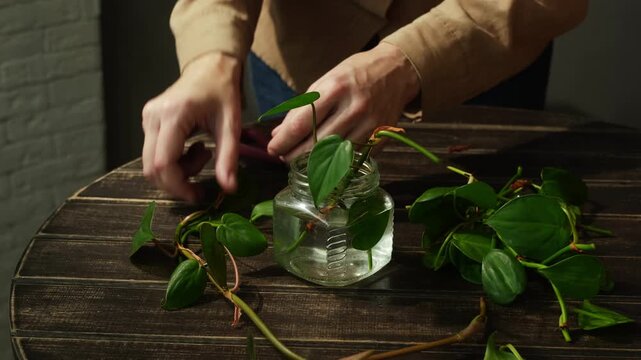 Woman cuts a vine of scindapsus or epipremnum into cuttings and puts them in water. Home gardening.