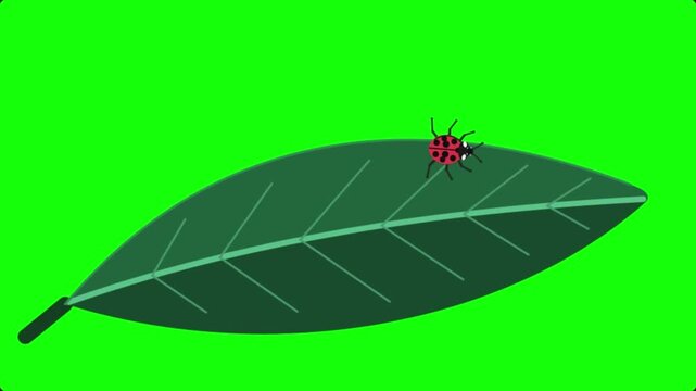 Animated Ladybug Crawling on a Green Leaf