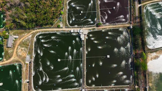 Aerial view of commercial shrimp ponds equipped with active aerators, surrounded by dirt paths and vegetation in Malang, East Java, Indonesia.