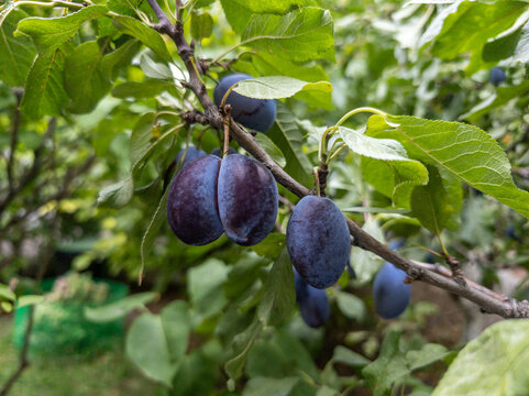 Close-up of plums on tree branch with lush foliage in background