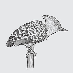 Vintage Hand Drawn Eurasian Hoopoe Bird Perching on Wooden Post Line Art Engraving Vector Illustration for Nature Book and Wildlife Poster © Elde
