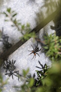 Spotted Ground Swift Spider (Nyssus coloripes) hunting on corrugated iron structure, South Australia