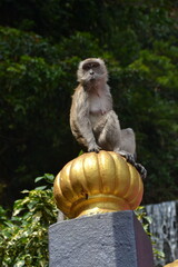 posing monkey  © Meri