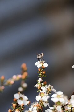 Bee Fly (Meomyia fasciculata) feeding on tea tree flower nectar