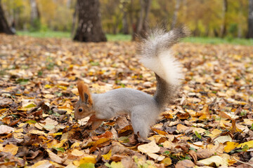 Siberian squirrel foraging among fallen leaves in park, searching and hoarding concept   © Maria A