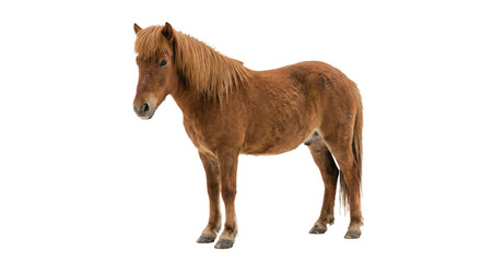 Shaggy chestnut pony standing alone with a long mane and tail against a dark background © Ophelia