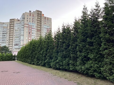 Tall evergreen hedge along paved walkway near residential buildings