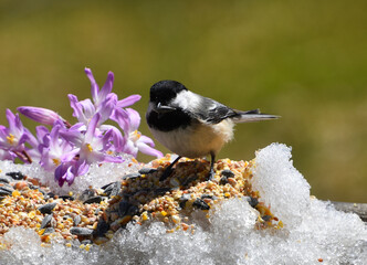 A tit in the garden in spring, Sainte-Apolline, Québec, Canada © Claude Laprise