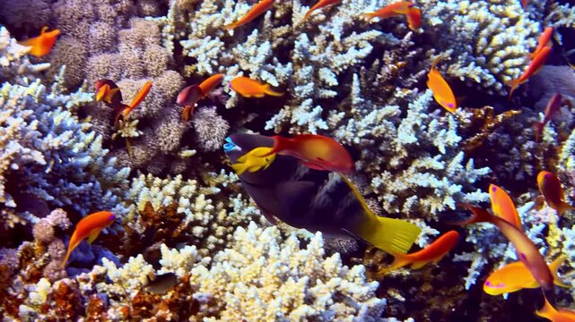 View of vibrant coral reef teeming with orange anthias fish in the clear waters of Sharm El-Sheikh, South Sinai Governorate, Egypt.
