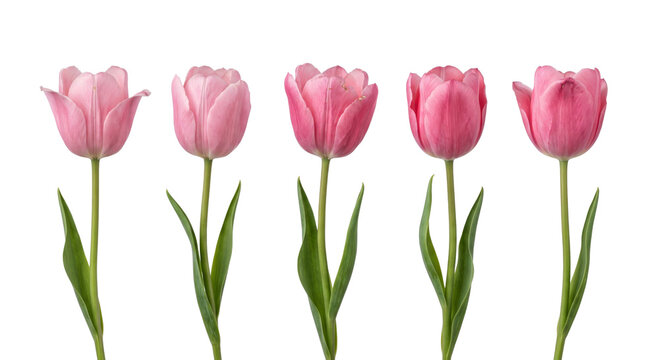 Five pink tulips at different stages of bloom with green stems, isolated on black
