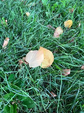 Yellow autumn leaves fallen on lush green grass in park