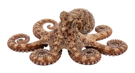 Brown octopus with curled arms and visible suction cups isolated against a black background © Ophelia
