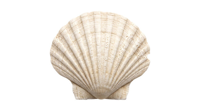 A pale scallop seashell with pronounced ridges isolated against a solid black background