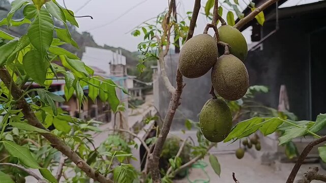 Close Up of Kedondong Fruits Hanging on Tree in Tropical Garden
