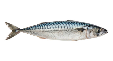 Whole Atlantic mackerel showing blue wavy markings and reflective silver scales on black © Ophelia