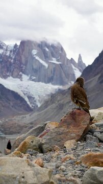 Majestic Mountain Guardian: Patagonian Eagle Perched on Rock Overlooking Fitz Roy Glacier. Female Austral Eagle (Geranoaetus polyosoma) Portrait on Rocky Outcrop, Overlooking Fitz Roy