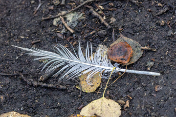 White feather lies across damp woodland ground among leaves, stones, and scattered twigs, background, texture © Shanon