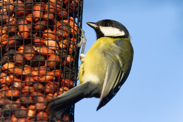 Great tit - Parus major - feeding on nuts in bird feeder in garden, UK © Jim Manthorpe