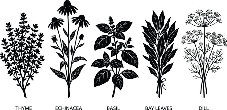 Set of black herbal silhouettes including thyme, echinacea, basil, bay leaves, and dill vector illustration isolated