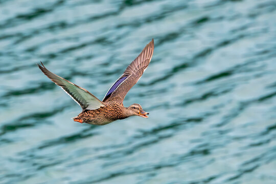 Mallard Hen Flying Over Water