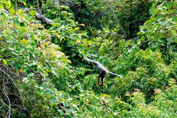 Red-shanked douc langur leaping between tree branches in a lush tropical forest filled with dense green foliage. © aapsky