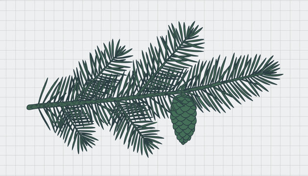 Detailed botanical illustration of a dark green evergreen pine branch with a single cone attached over a grid paper background.
