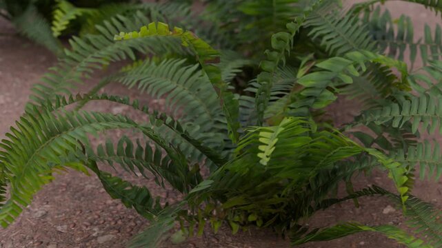 Green Fern Fronds on the Forest Floor