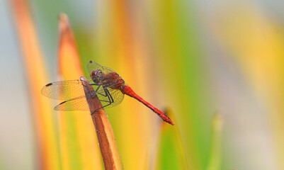 Common Darter dragonfly on reed © harlequin9
