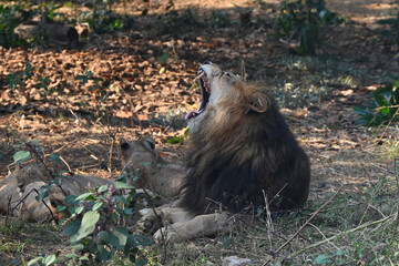 A male lion with a full mane sits on the ground with its mouth wide open, either yawning or roaring in the shadow © young