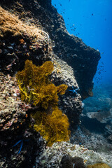 Large golden sea fan coral on deep underwater reef wall in tropical ocean. © PIPE DIVE UNDERWATER