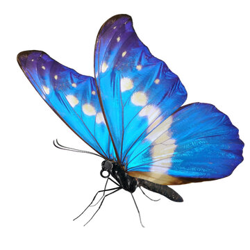 blue butterfly on white background