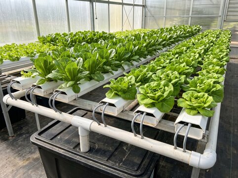 Recirculating Hydroponic Lettuce Growing in Greenhouse Channels