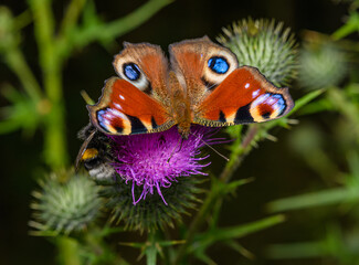 European peacock butterfly (Aglais io) © Petr