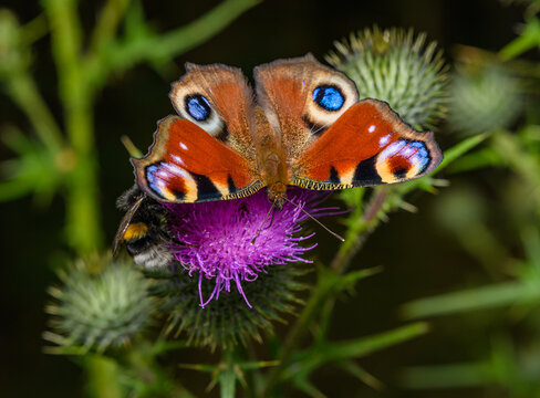 European peacock butterfly (Aglais io)