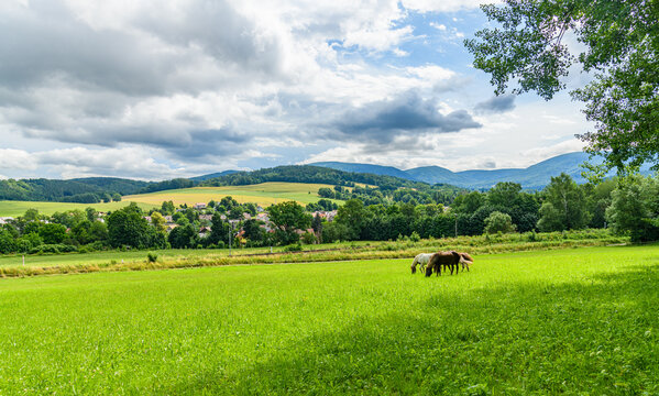 horses on a pasture in czech country land