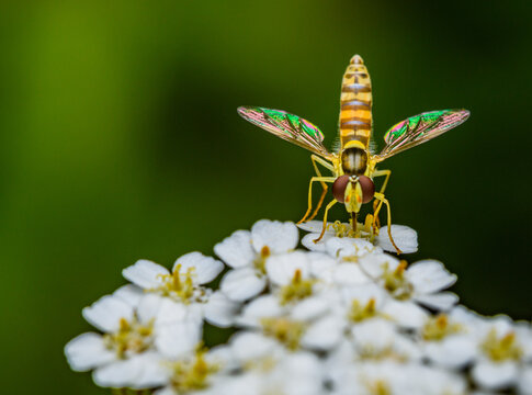 hoverfly sitting on white flower