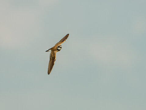 little ringed plover (Charadrius dubius) in flight