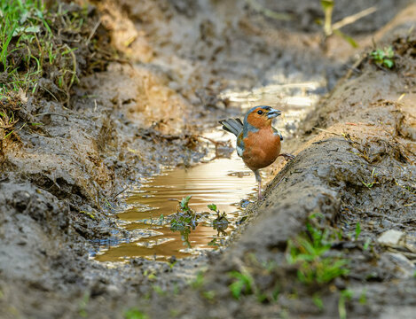 Eurasian or common chaffinch (Fringilla coelebs) on ground