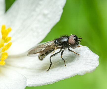 howerfly (Cheilosia) pollinating white flower of wood anemone