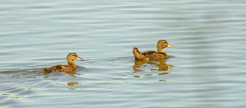 juvenile mallard wild ducks (Anas platyrhynchos) swimming