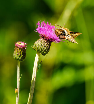 bedstraw hawk-moth or galium sphinx (Hyles gallii) moth, butterfly
