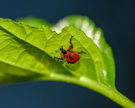 hazel-leaf roller weevil (Apoderus coryli) on a leaf