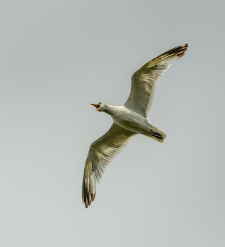 Caspian gull (Larus cachinnans) in flight