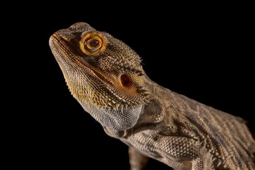 Side profile portrait of a bearded dragon on a black studio background © Dany