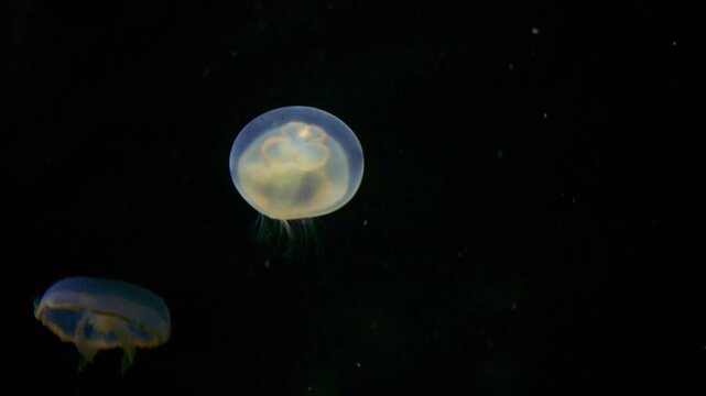 4K clip of Moon Jellyfish swimming in a jellyfish tank inside an aquarium with beautiful lighting