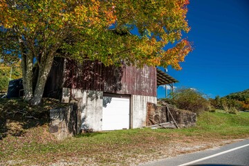 fall foliage against a barn © mark