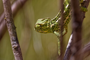 A Mediterranean Chameleon In Spain © Thomas