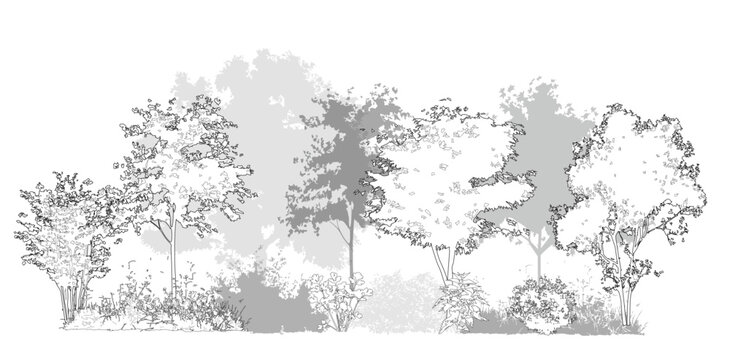 Vector grove of trees in elevation view for use in architectural drawing	