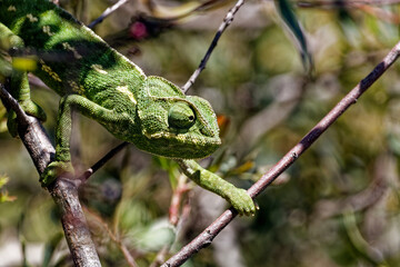 A Mediterranean Chameleon In Spain © Thomas